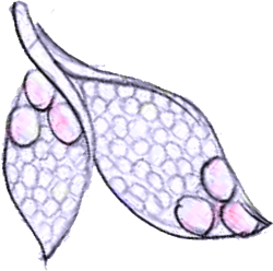 Bottom Decoration